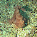 Painted frogfish