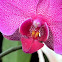 moth orchid