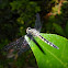Unknown Dragonfly