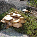 Fungi