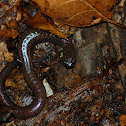 Garden slender salamander