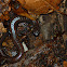 Garden slender salamander