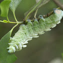 Atlas Moth caterpillar