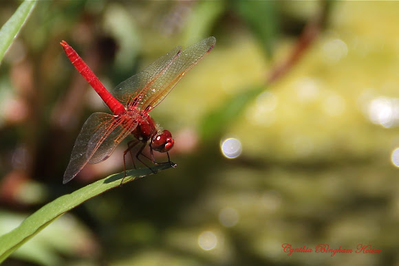 Spotting Image 1