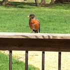 American Robin