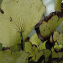 Raurenga, aka Kidney fern 