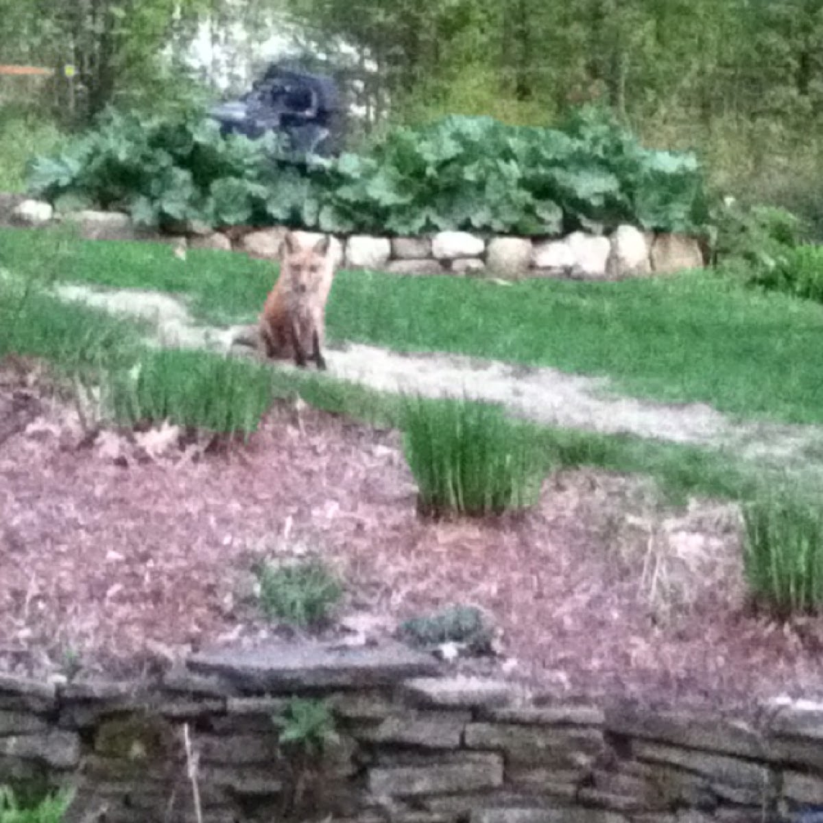 Red Fox