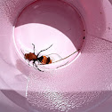 Red Velvet Ant