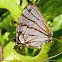 Meliboeus Stripestreak