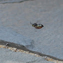 Sand Wasp