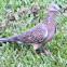 Spotted Turtle Dove