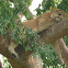 Female Lion