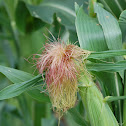 Sweet Corn
