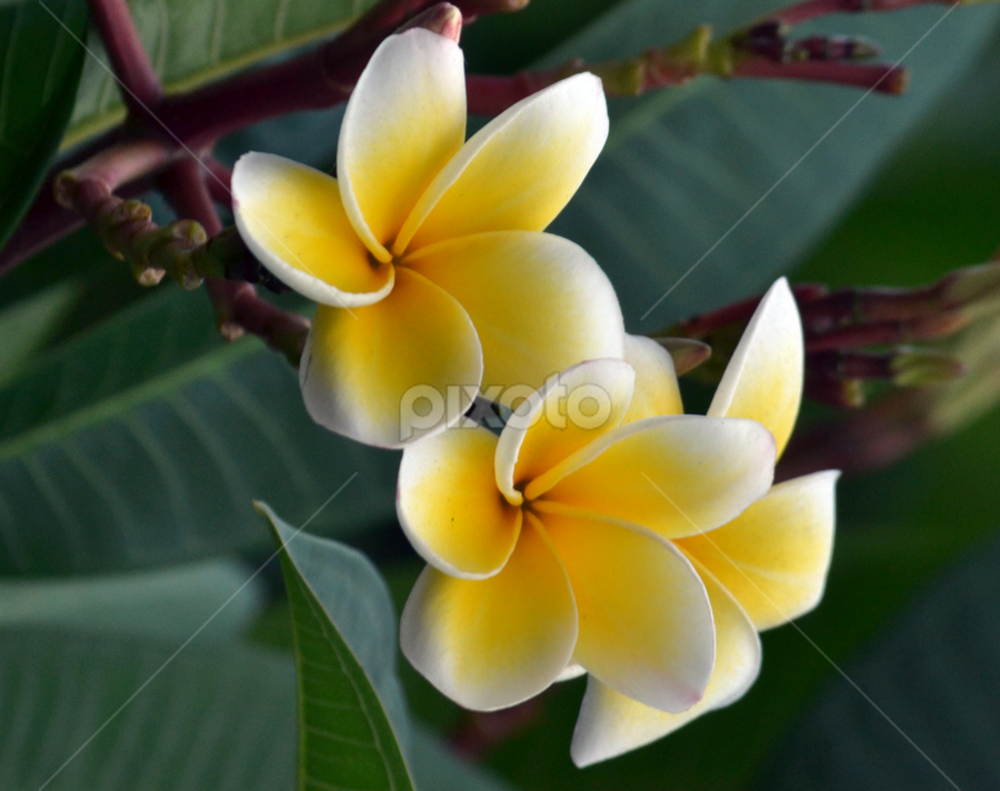 Bunga Kamboja Tree Blossoms Flowers Pixoto
