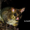 Brushtail Possum