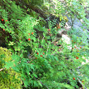 Grouseberry