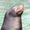 California sea lion