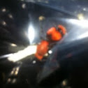 Velvet Ant
