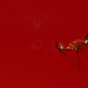 ant 