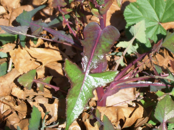 Spotting Image 1