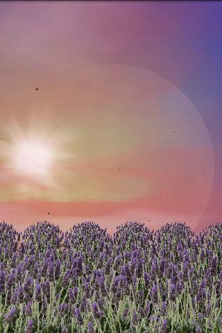 【免費個人化App】Lavender Field Live Wallpaper-APP點子