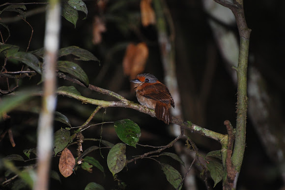 Spotting Image 1