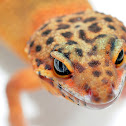 Leopard Gecko