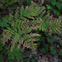 Oak Fern (By J.Michael Sanders)
