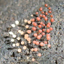 Comatricha fragilis