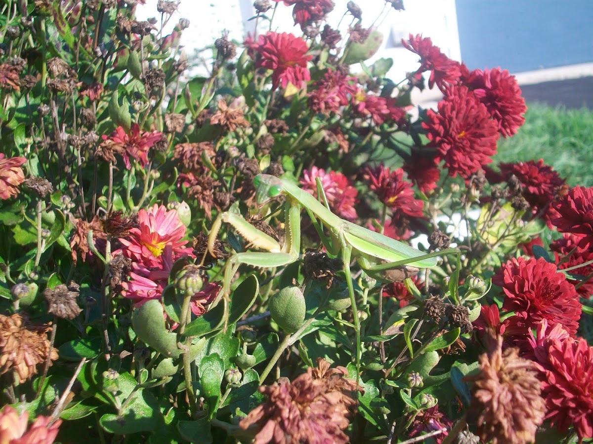 European Mantis