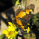 Bordered Patch