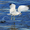 Ring-billed gull
