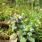 Purple Dead Nettle