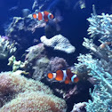 Clown fish