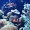 Clown fish