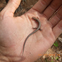 Ground Skink