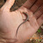 Ground Skink