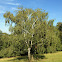 Silver Birch