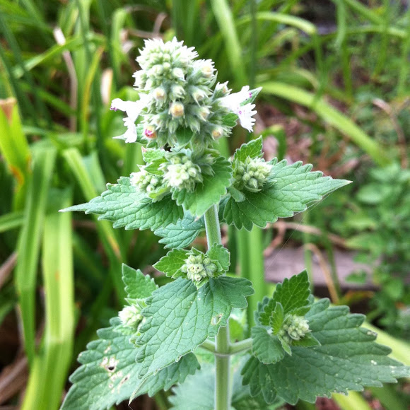 Mint plant Project Noah