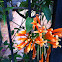 Flame trumpet, Flame vine, Orange trumpet