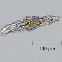 Rotifer