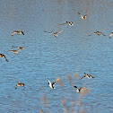 Mallard (Wild Ducks)