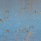 Mallard (Wild Ducks)