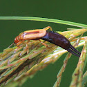 Gum Tree Earwig
