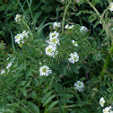 Sweet Alyssum