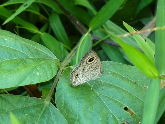 Spotting Image 1