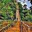 The Bamboo Bridge by Edwin   S. Loyola - Buildings & Architecture Bridges & Suspended Structures