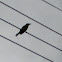 Boat-billed Flycatcher