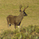 Blacktail Deer