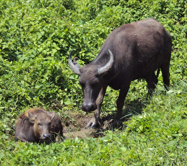 carabao / water buffalo Project Noah